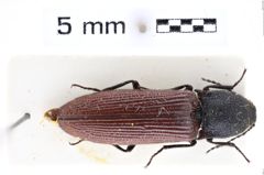 Foto (Dorsalansicht) von Melanotus medianus (Platia & Schimmel, 2001) (NHMW-ZOO-COL-0007651)